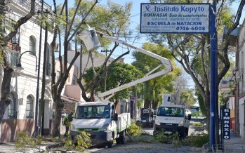 San Fernando realiza un cuidado especial de los jacarandás antiguos de la ciudad