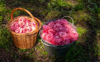 Un tesoro de camelias en el corazón del Delta