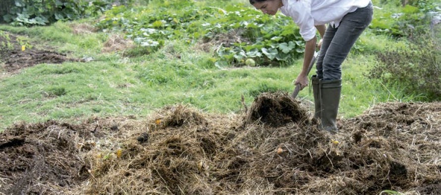 Compost: todo lo que tenés que saber para lograr tu propio abono orgánico