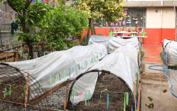 San Fernando: el Colegio Madre Rafaela avanza en el proyecto de una huerta natural orgánica