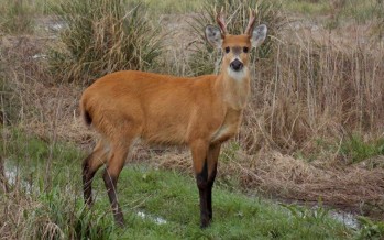 Un informe indica que el ciervo de los pantanos del Delta del Paraná está en peligro