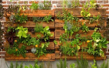 Calendario de siembra: qué plantar en mayo en la huerta del balcón