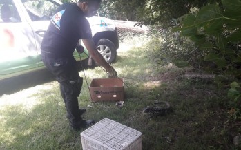 San Fernando: Defensa Civil capturó un lagarto overo en un domicilio y lo devolvió a su hábitat natural