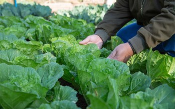 La Agroecología como política de salud pública