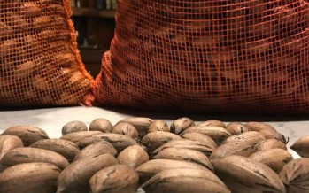 Argentina realizó la primera exportación de nuez pecán por vía aérea