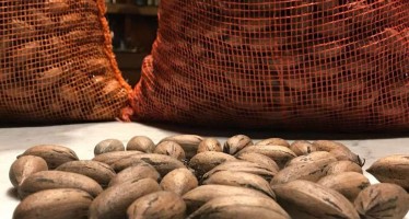 Argentina realizó la primera exportación de nuez pecán por vía aérea