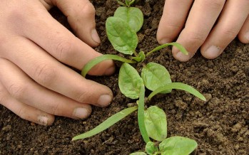 Espinaca, un cultivo fácil y nutritivo para sembrar en febrero