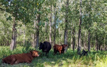INTA monitorea la producción ganadera en el Delta con propuestas tecnológicas sustentables