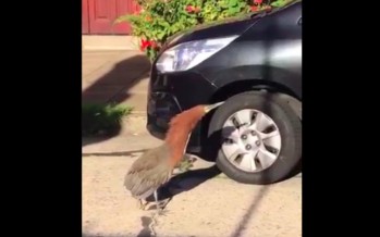 El curioso pájaro que se mostró caminando por las calles de Olivos en cuarentena