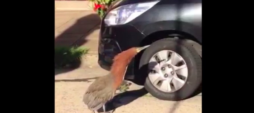 El curioso pájaro que se mostró caminando por las calles de Olivos en cuarentena