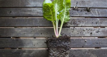 Mini huerta: frutas y verduras recomendadas para cultivar en macetas