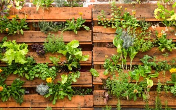 Nueve acciones para cuidar la huerta urbana