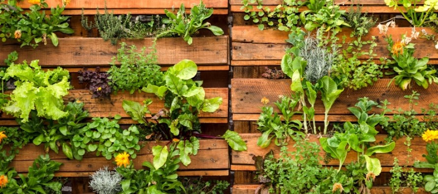 Nueve acciones para cuidar la huerta urbana