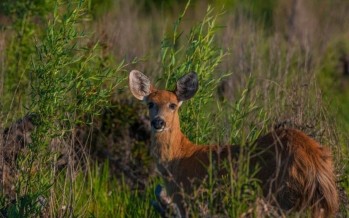 Coronavirus: en el Delta volvieron a verse ciervos y hay menos riesgo de contagio