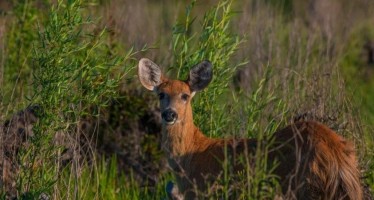 Coronavirus: en el Delta volvieron a verse ciervos y hay menos riesgo de contagio