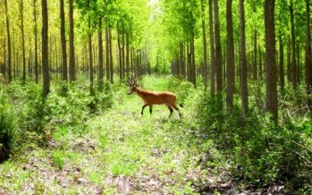 La importancia de conservar los servicios ecosistémicos de la costa bonaerense e islas del Delta del Paraná