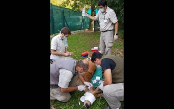 Se recupera el ciervo de los pantanos que debió ser intervenido