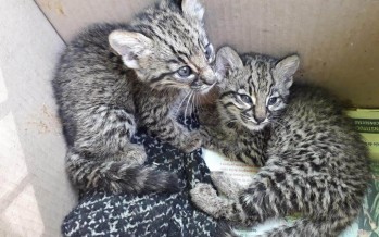 Campaña del Centro de Rescate de Fauna Silvestre de Fundación Temaikén