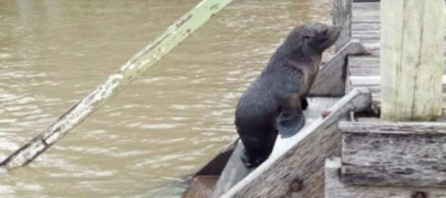 Fue rescatado otro lobo marino en Tigre