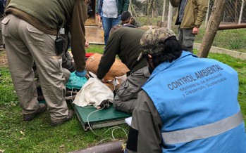Reinsertaron a un ciervo de los pantanos a su hábitat luego de tres meses de recuperación