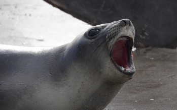 Volvieron al mar los lobos marinos rescatados fuera de su hábitat