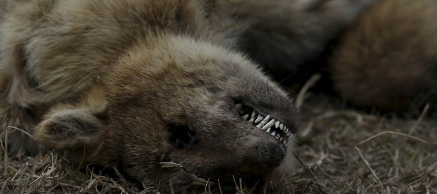 Ambientalistas denuncian la pérdida “casi total” de la fauna de las islas por las quemas