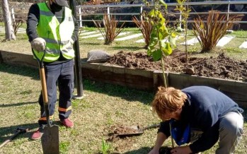 Escobar: se trasplantaron árboles del recreo Puente La Arenera para preservar especies autóctonas