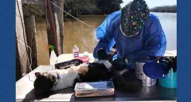 Una médica veterinaria del Delta asiste a animales de la zona