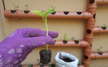 Huertas: cinco consejos clave para producir plantines