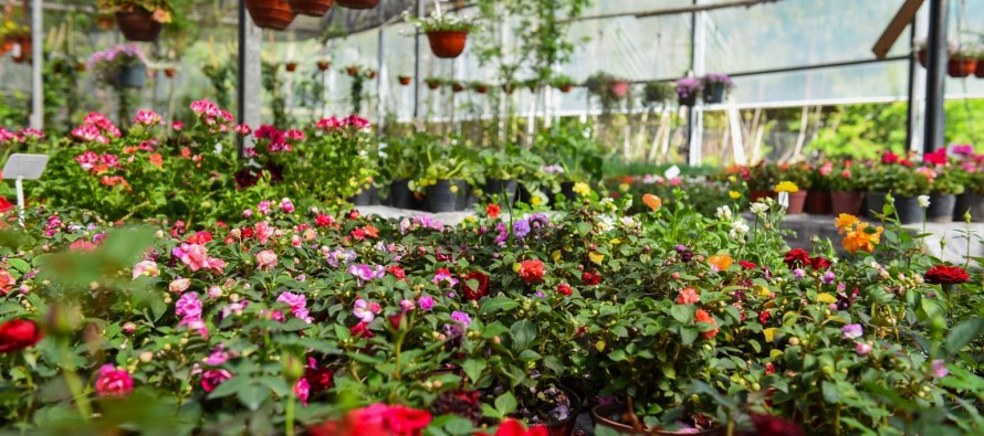 Por primera vez en la historia la Fiesta Nacional de la Flor será bajo modalidad virtual