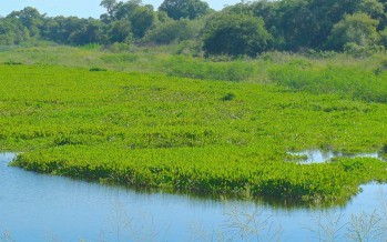 Día de los Humedales: “El Delta del Paraná perdió más del 40% del humedal por la transformación de uso del suelo”
