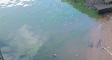 La presencia de algas tiñeron el río Luján