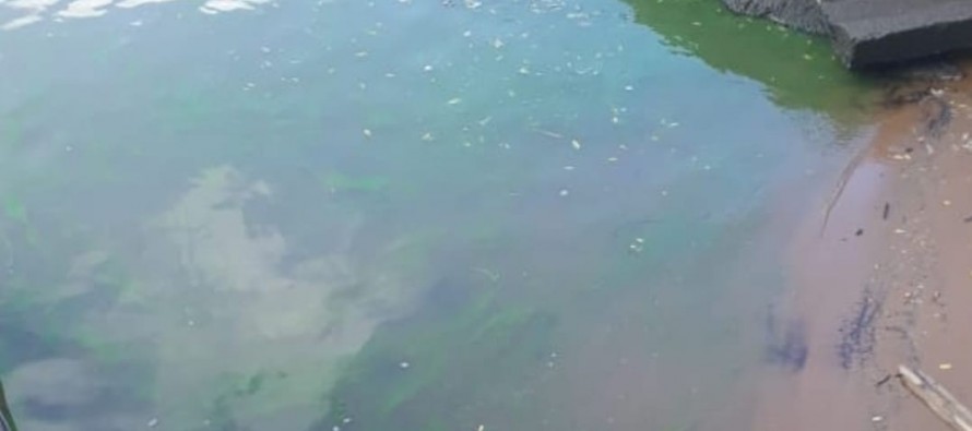 La presencia de algas tiñeron el río Luján