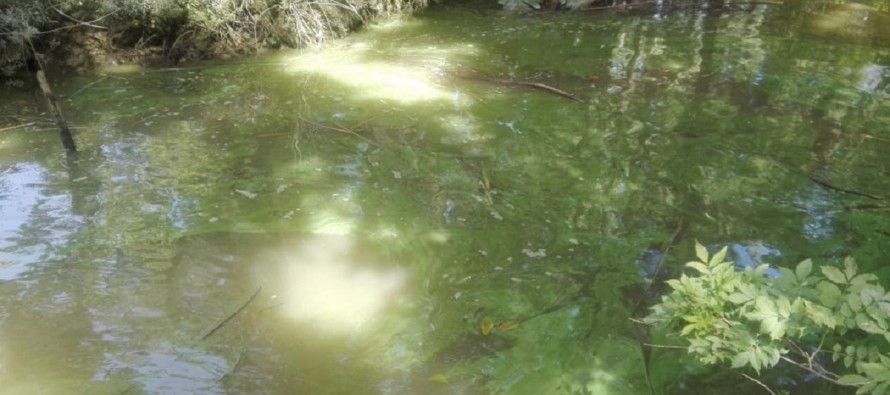 Cianobacterias: advierten que las aguas del río no son aptas para consumo ni uso recreativo