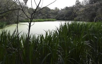 ¿Por qué se celebra hoy el Día de los Parques y Reservas Naturales Bonaerenses?