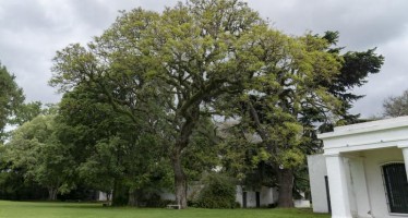Reparten retoños del histórico algarrobo del Museo Pueyrredón de San Isidro
