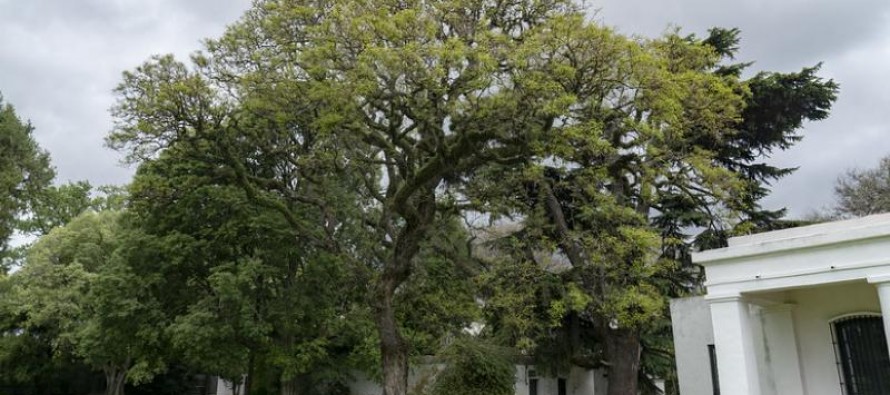 Reparten retoños del histórico algarrobo del Museo Pueyrredón de San Isidro