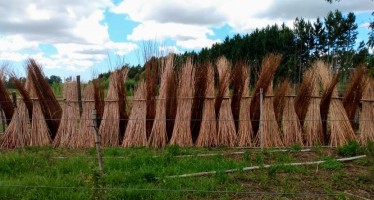 Encuentro de productores mimbreros del Delta