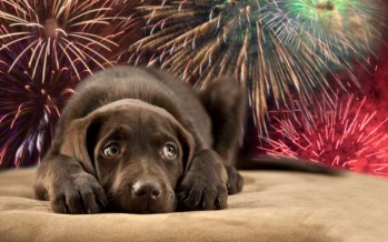 Recomendaciones sobre nuestras mascotas para las fiestas