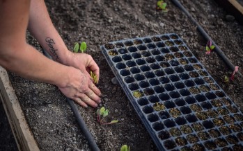 Jornada de siembra y trasplante de plantines en la segunda huerta agroecológica de Escobar