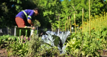 Escobar: la huerta agroecológica Municipal finalizó su quinta cosecha