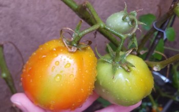 Cómo cuidar a la huerta urbana del calor del verano
