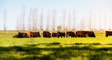 Las herramientas que proyecta el INTA para el uso agroindustrial sostenible de los humedales