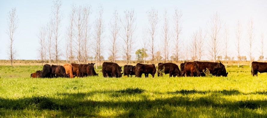 Las herramientas que proyecta el INTA para el uso agroindustrial sostenible de los humedales