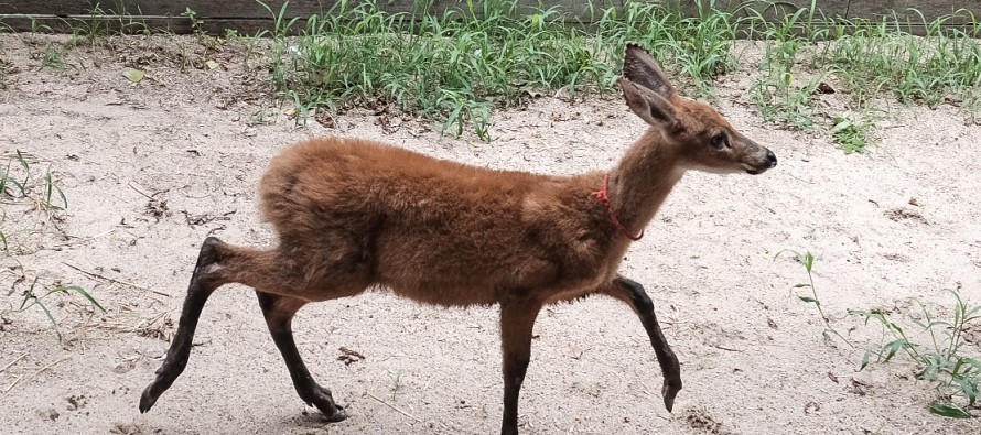 Itatí, la ciervita rescatada en febrero, regresó a su casa