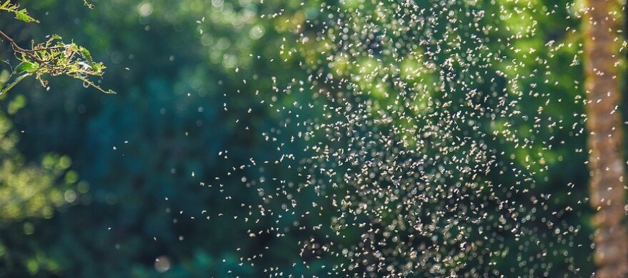 Invasión de mosquitos: ¿a qué se debe el fenómeno y cuánto durará?