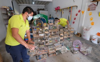 Tráfico de fauna silvestre: Ambiente decomisó aves en una forrajería en Pilar