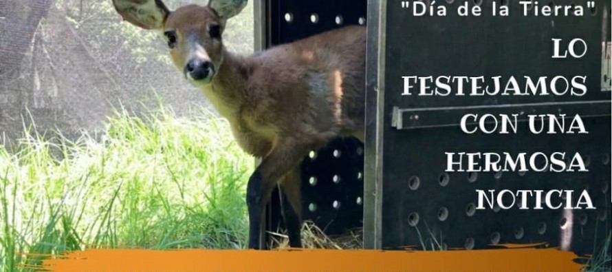 Abierta la votación para elegir el nombre de la ciervita que será devuelta a su hábitat