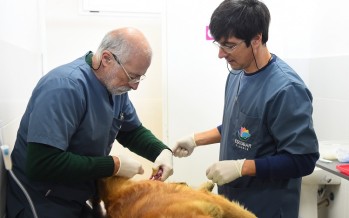 Cristian Pisaco: “Escobar está en una vara alta en cuanto salud animal”