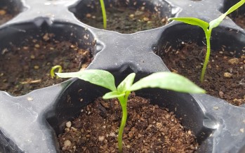 Cómo armar plantines de flores y hortalizas en casa